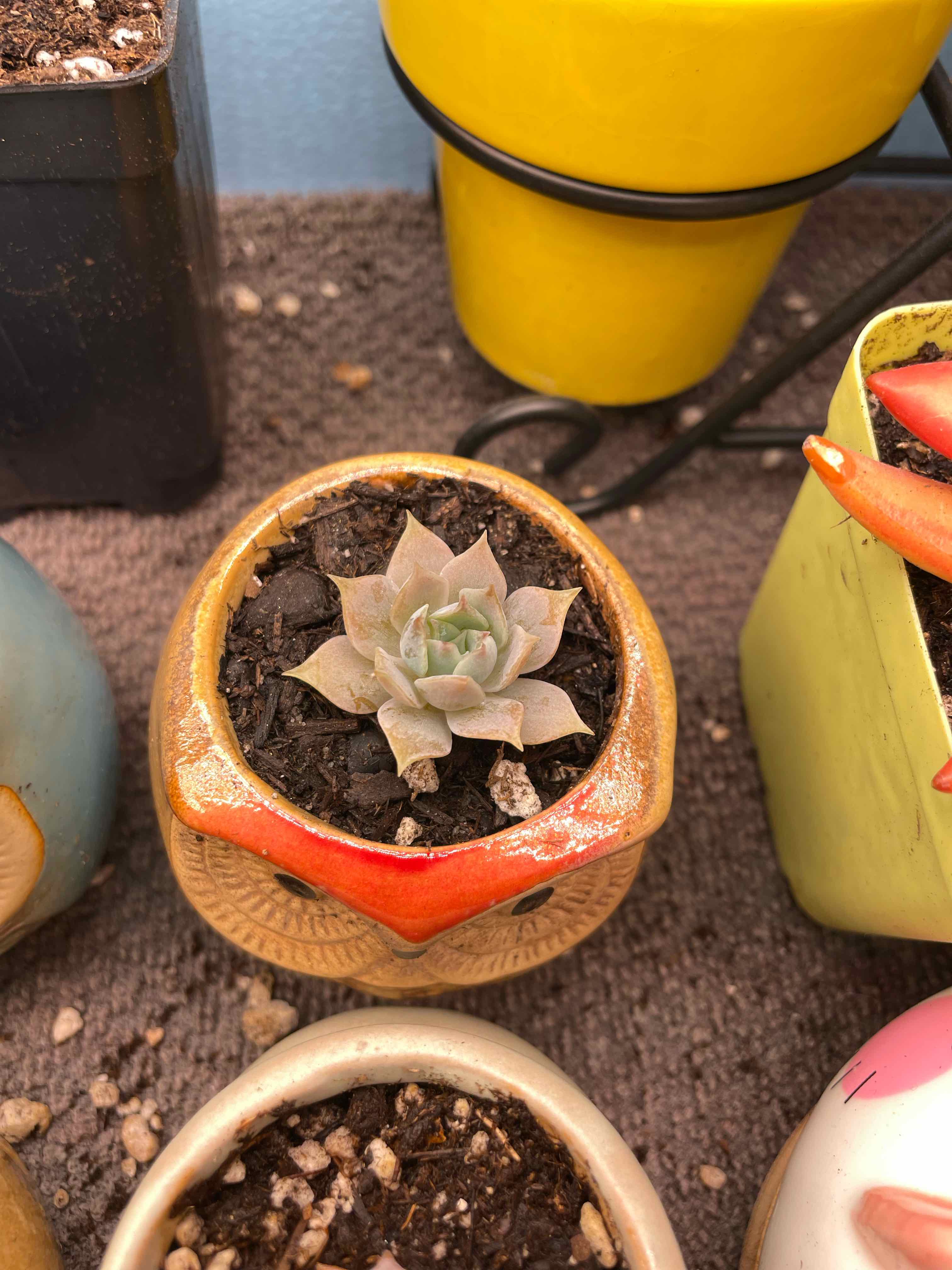 Photo of the plant species Sweet Smelling Sedum by @ImAParentNow named Jacob on Greg, the plant care app