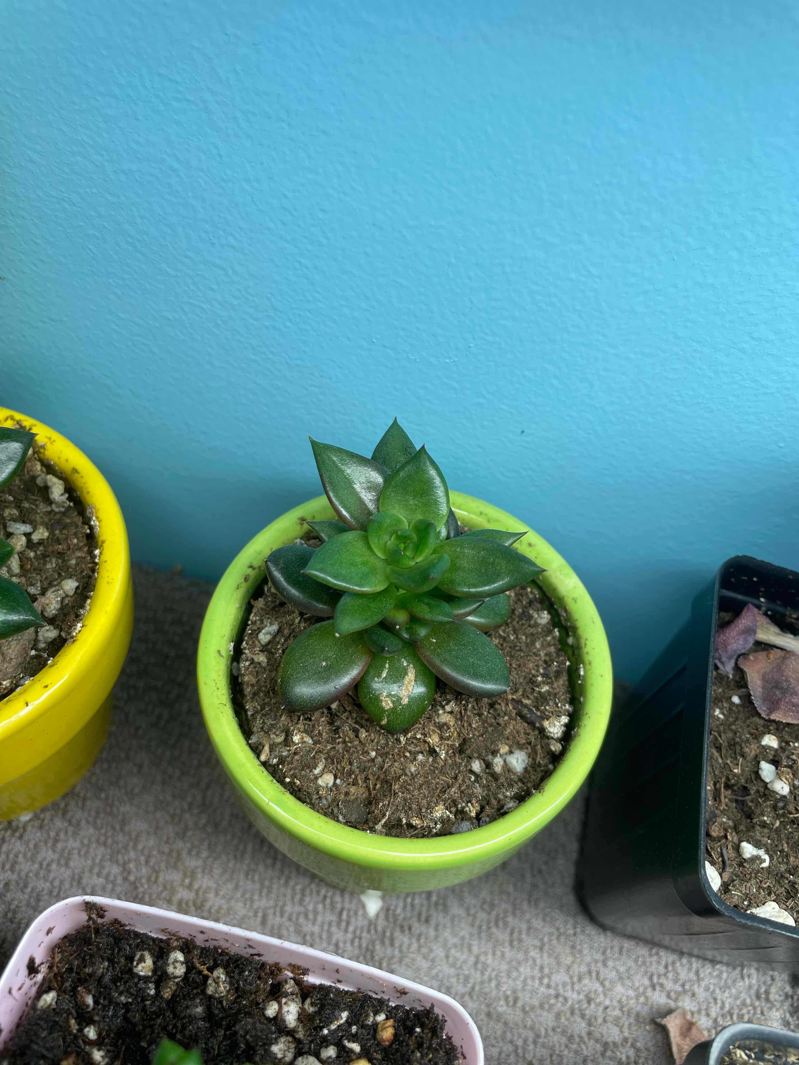 Healthy Black Prince succulent in a green pot with visible soil.