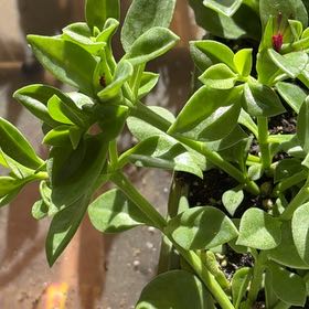 Photo of the plant species Sea Sandwort by @VastTimeout54 named Leaf Erickson on Greg, the plant care app
