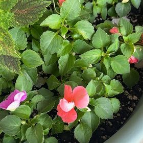 Photo of the plant species Buzzy Lizzy by @Keanuleaves69 named Queen on Greg, the plant care app
