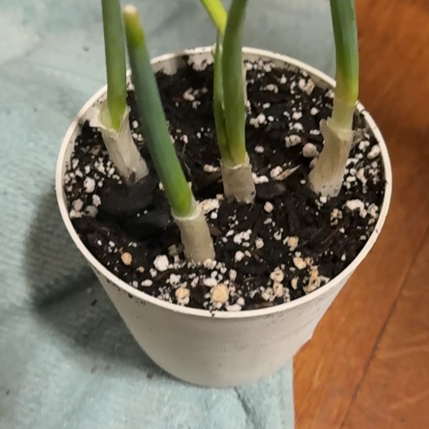Photo of the plant species Green Onion by @Keanuleaves69 named Ronaldo on Greg, the plant care app