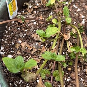 Photo of the plant species Orange Mint by @ArtisanSedum31 named Hamilton on Greg, the plant care app