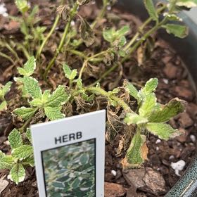 Photo of the plant species Pineapple Mint by @ArtisanSedum31 named Oscar on Greg, the plant care app