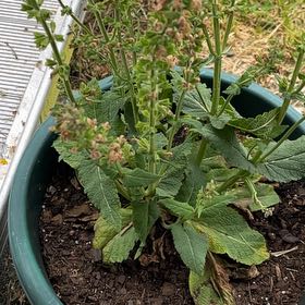 Photo of the plant species Meadow Sage by @ArtisanSedum31 named Diana on Greg, the plant care app