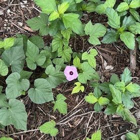 Photo of the plant species Tievine by @EnlivenedTutu27 named Huckleberry Fern on Greg, the plant care app