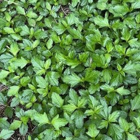 Photo of the plant species Indian Daisy by @EnlivenedTutu27 named Emerson on Greg, the plant care app
