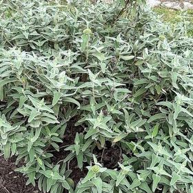 Photo of the plant species San Luis Purple Sage by @EnlivenedTutu27 named Daphne on Greg, the plant care app