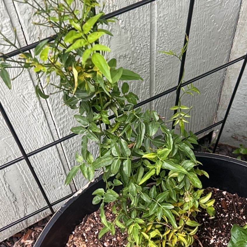 Photo of the plant species Pink Jasmine by @GrandMedeola16 named Keisha on Greg, the plant care app