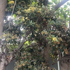 Photo of the plant species Japanese Cheesewood by @GrandMedeola16 named Robert Plant on Greg, the plant care app