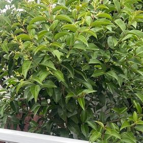 Photo of the plant species Glossy Privet by @GrandMedeola16 named Messi on Greg, the plant care app
