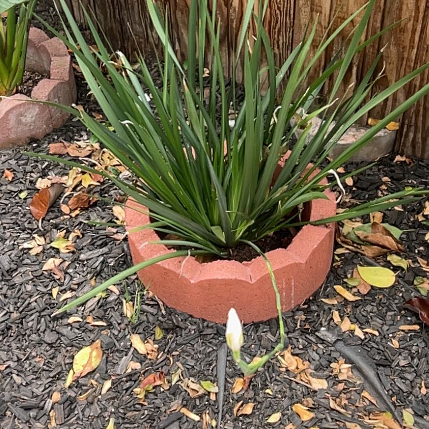 Photo of the plant species Dietes Grandiflora by @GrandMedeola16 named Diana on Greg, the plant care app