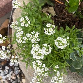 Photo of the plant species Sweet Alyssum by @GrandMedeola16 named Daphne on Greg, the plant care app