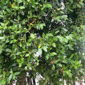 Photo of the plant species Brush Cherry by @GrandMedeola16 named Sherlock on Greg, the plant care app