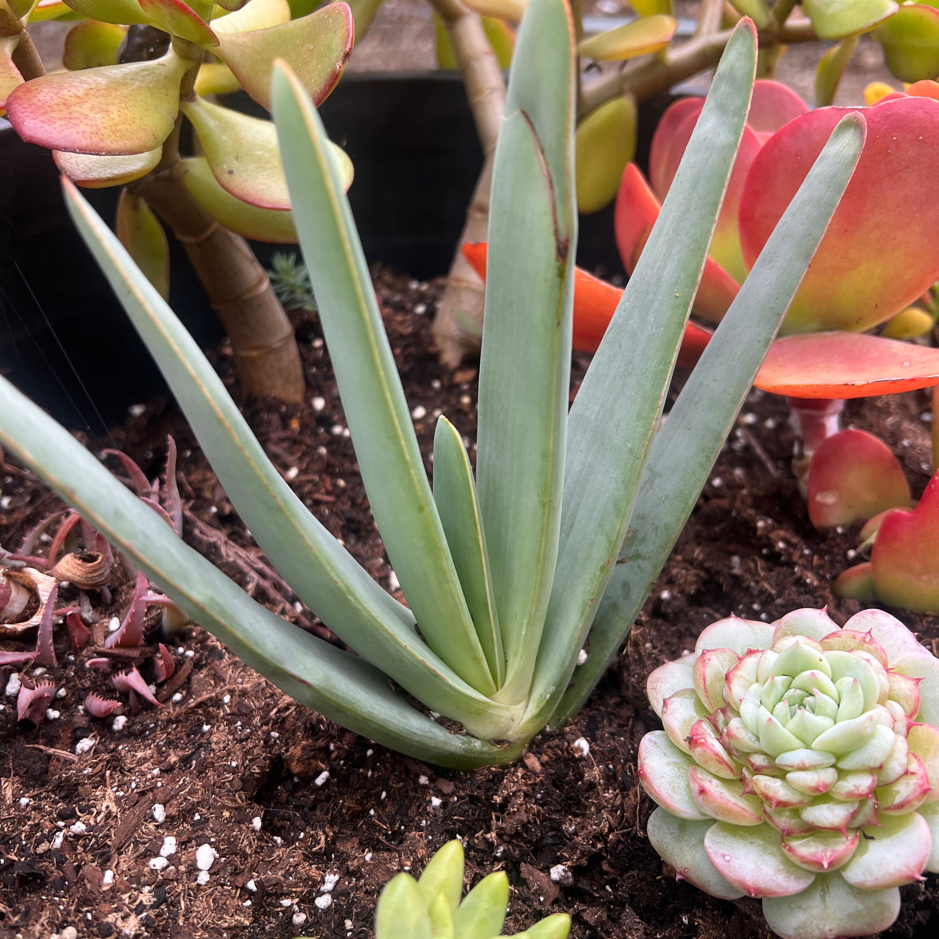 Photo of the plant species Fan Aloe by @GrandMedeola16 named Tree Diddy on Greg, the plant care app