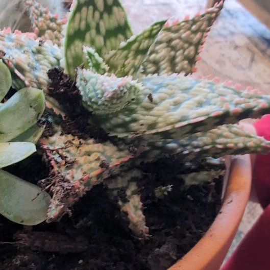 Photo of the plant species Firecracker by @VividBarley8 named Austen on Greg, the plant care app