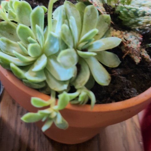 Photo of the plant species Echeveria 'Arctic Ice' by @VividBarley8 named Luna on Greg, the plant care app