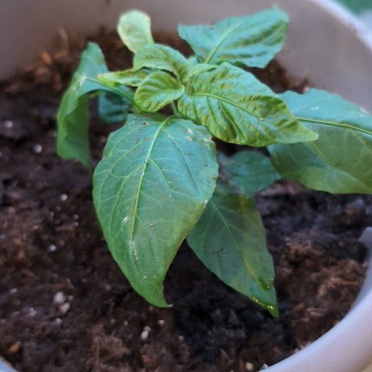 Photo of the plant species Ghost Pepper by @VividBarley8 named Scoville on Greg, the plant care app