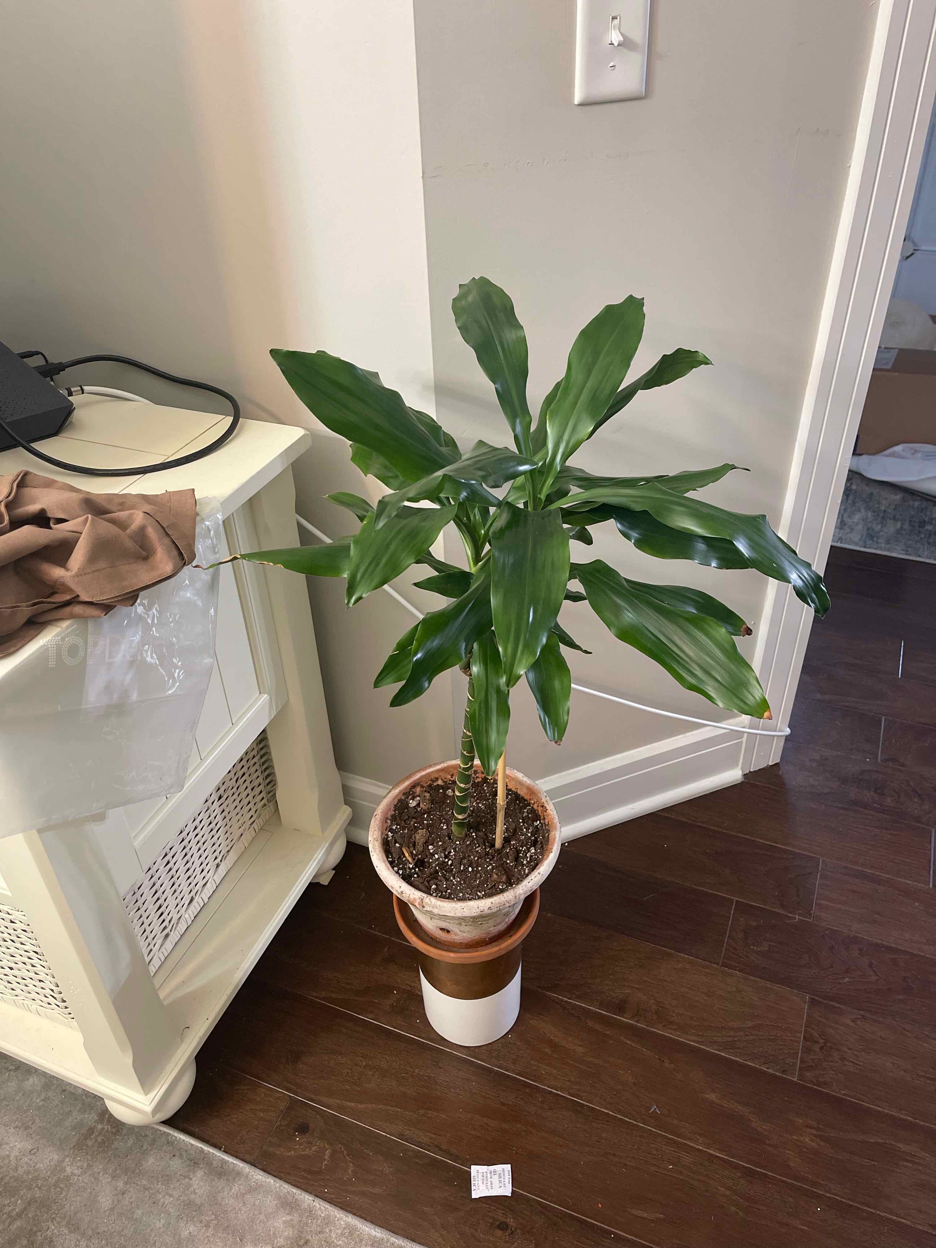 🌞 Your Dracaena 'Lisa''s Light Requirements