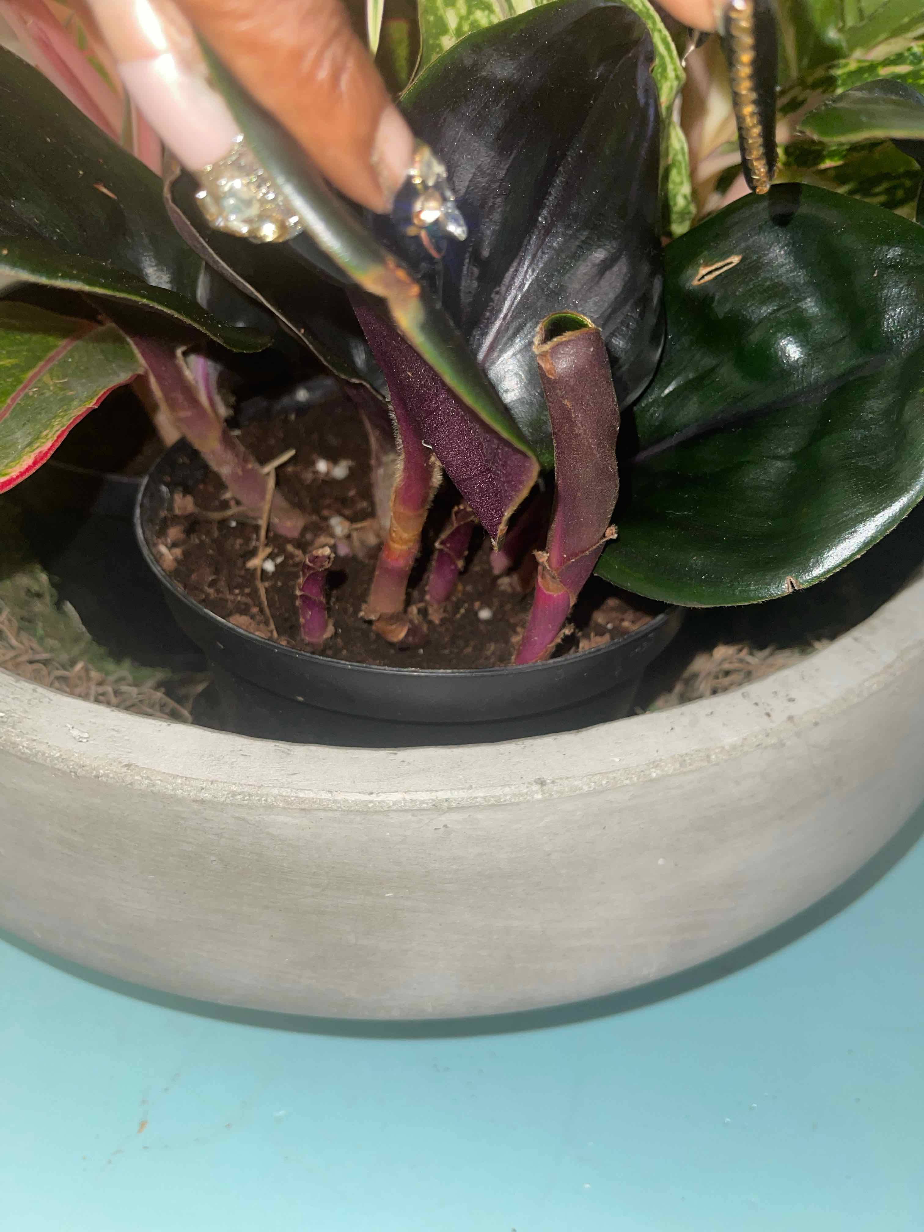 Geogenanthus ciliatus plant in a pot with visible soil and a hand pointing towards it.