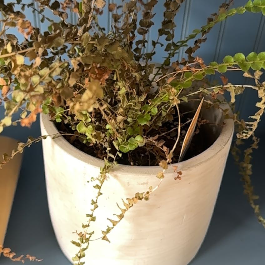 Photo of the plant species lemon butter fern by @WhizPinebush13 named Kobe on Greg, the plant care app