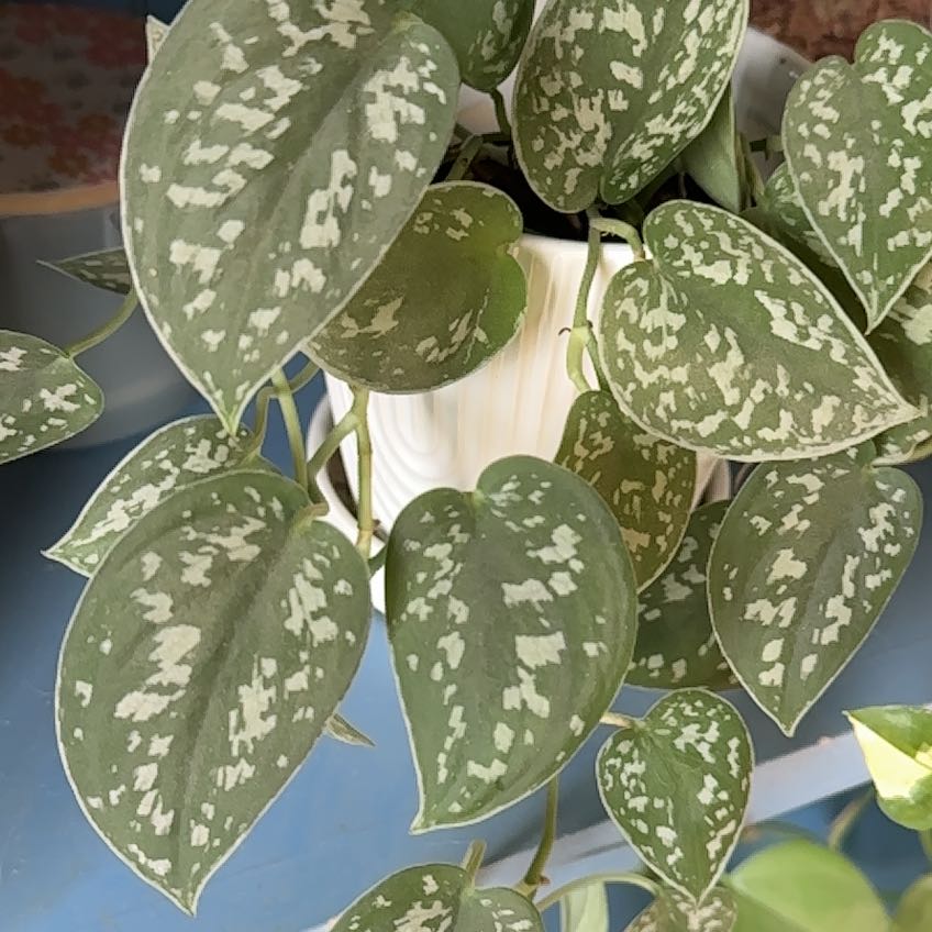 Photo of the plant species Silver Pothos by @WhizPinebush13 named Diana on Greg, the plant care app