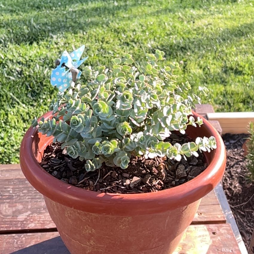 Photo of the plant species October Daphne by @FunBlueelf2 named Willow on Greg, the plant care app