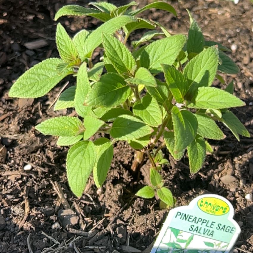 Photo of the plant species Pineapple Sage by @FunBlueelf2 named Forrest on Greg, the plant care app