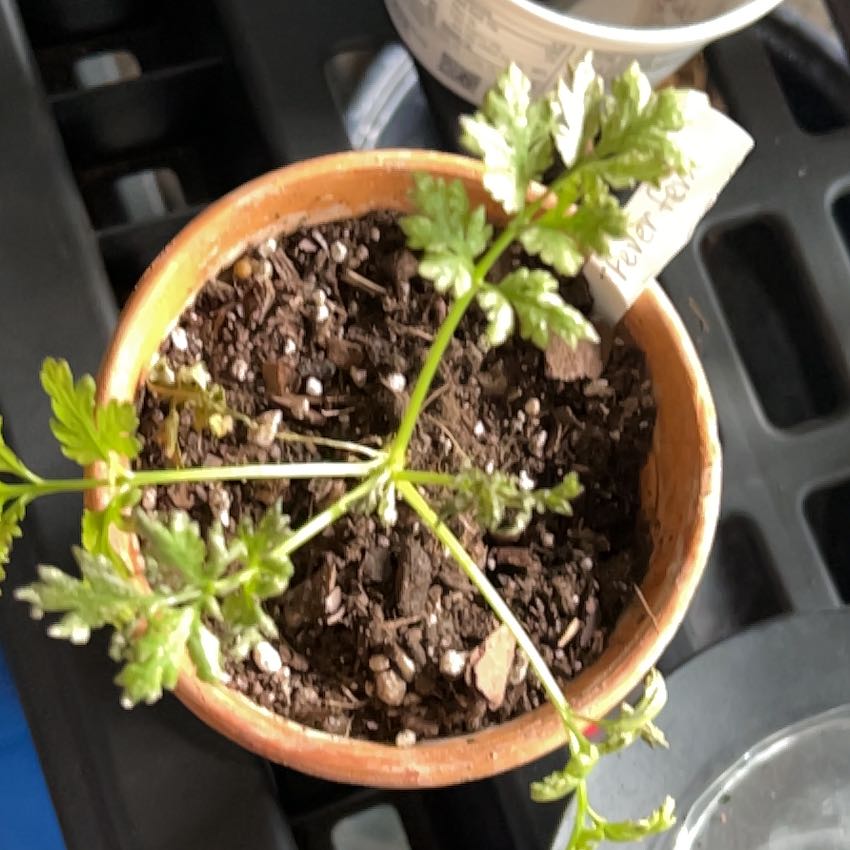 Photo of the plant species Feverfew by @FunBlueelf2 named Bella on Greg, the plant care app