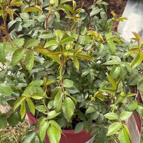 Photo of the plant species Evergreen Rose by @RulerPeyote27 named Fernie Mercury on Greg, the plant care app