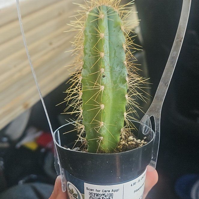Photo of the plant species Pilosocereus azureus by @LadyBasil74 named Shakira on Greg, the plant care app