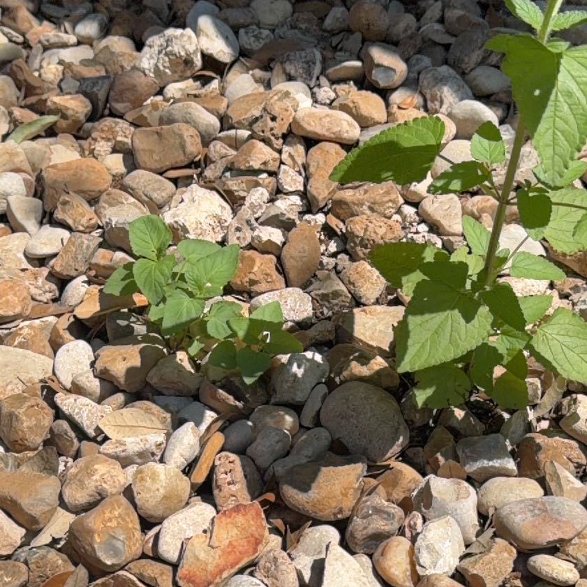 Photo of the plant species Salvia Red by @GiddyBorage32 named Austen on Greg, the plant care app