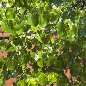 Photo of the plant species Western Redbud by @GiddyBorage32 named Leonardo on Greg, the plant care app