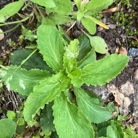 Photo of the plant species Japanese Spurge by @NurseChards74 named Zion on Greg, the plant care app
