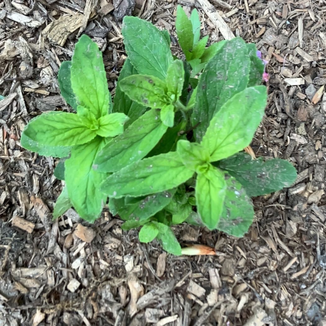 Photo of the plant species Fringed Willowherb by @NurseChards74 named Taylor Swift on Greg, the plant care app