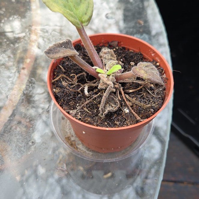 Photo of the plant species african violet hovariagata by @JazzedMangotree named Coco on Greg, the plant care app