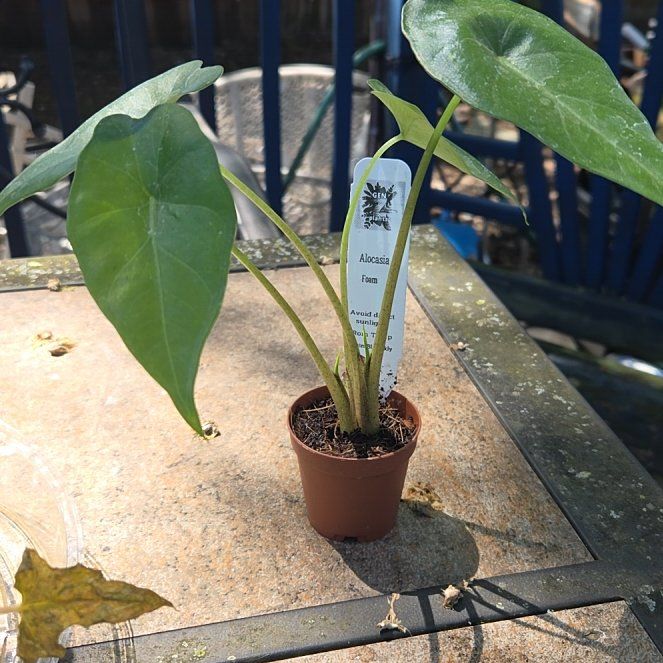 Photo of the plant species Alocasia by @JazzedMangotree named Foam on Greg, the plant care app