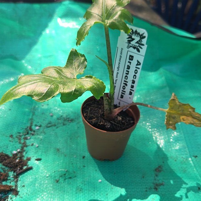 Photo of the plant species Alocasia brancifolia by @JazzedMangotree named Brandy on Greg, the plant care app