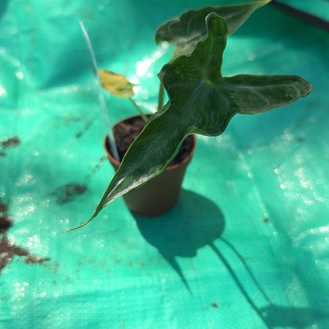 Photo of the plant species Alocasia 'Teletubbies' by @JazzedMangotree named Tubs on Greg, the plant care app