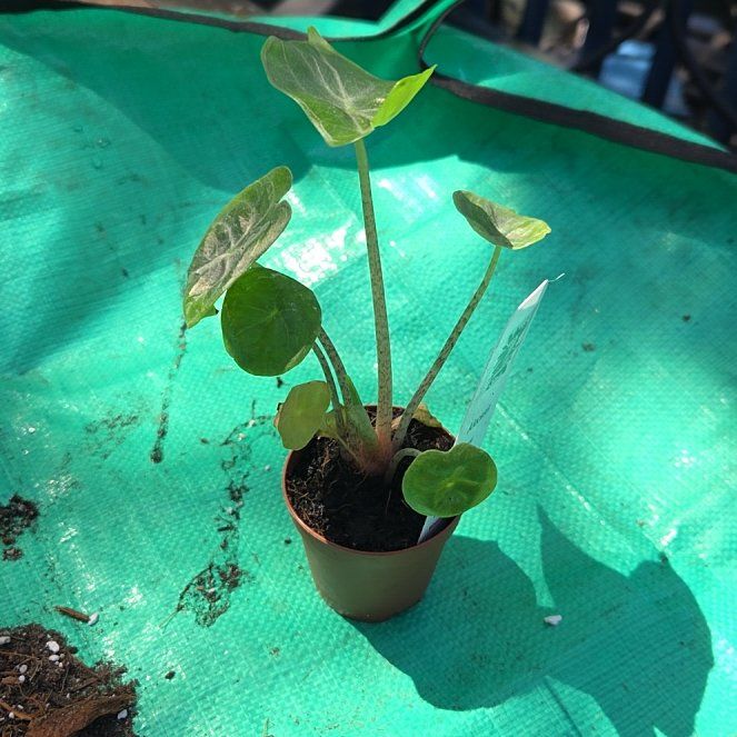 Photo of the plant species ivory coast by @JazzedMangotree named Ivory on Greg, the plant care app