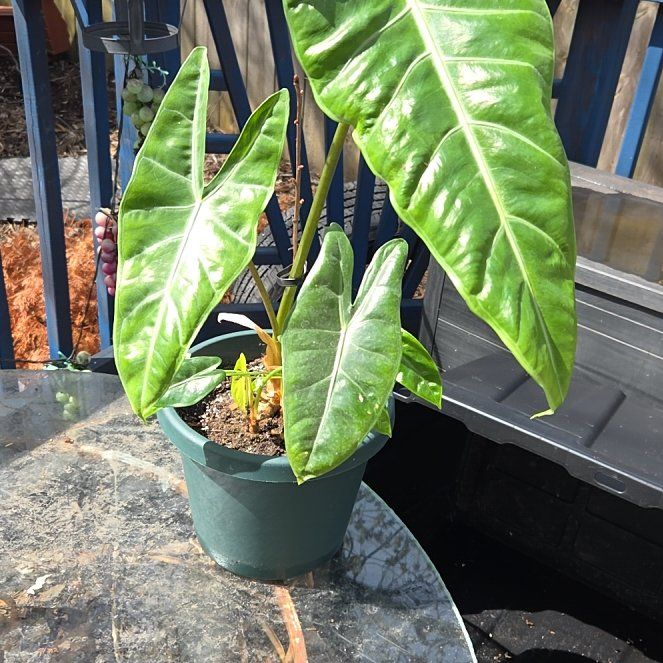 アロカシアalocasia longiloba miq var Alocasia longiloba variegated *Grower's Choice* – Rare Plant Fairy