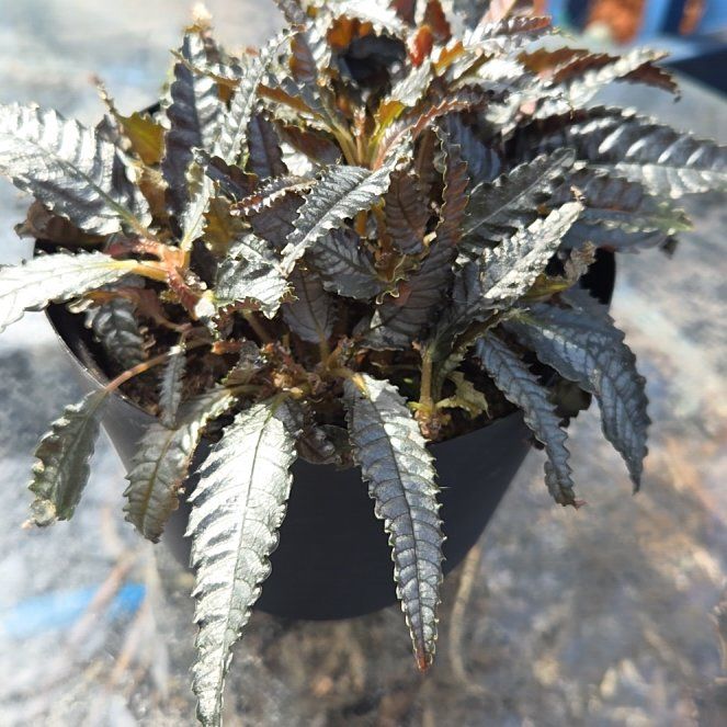 Photo of the plant species Dark Mystery Pilea by @JazzedMangotree named Mysterio on Greg, the plant care app