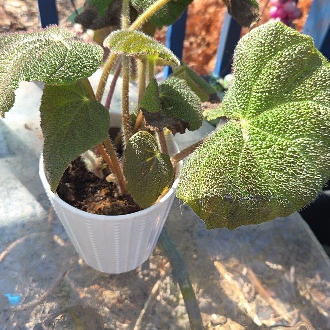 Photo of the plant species Sun-Changing Begonia by @JazzedMangotree named Fuzzy on Greg, the plant care app