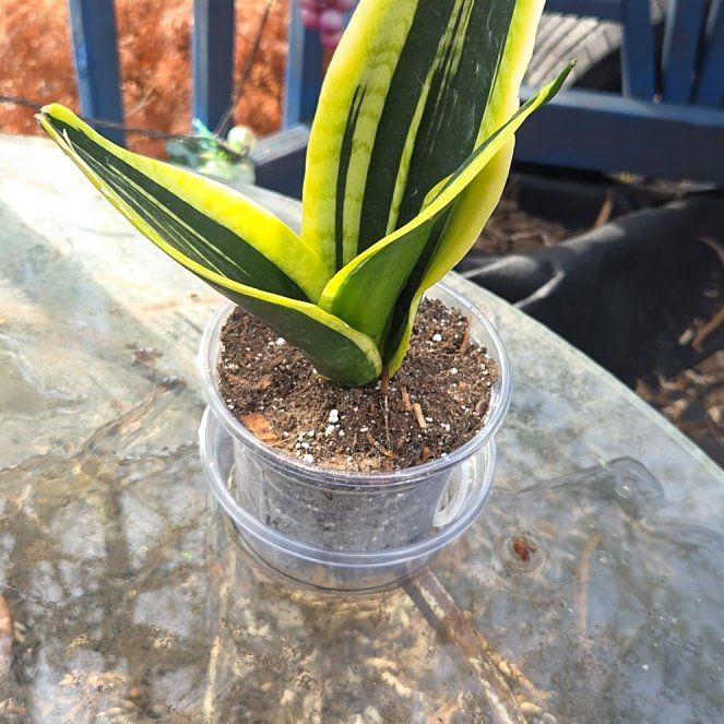 Photo of the plant species Golden Flame Snake Plant by @JazzedMangotree named Xena on Greg, the plant care app