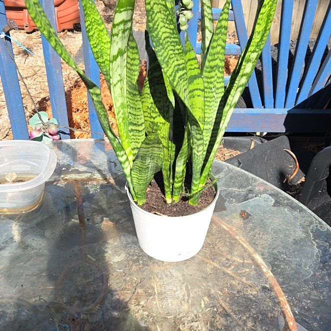 Photo of the plant species Sansevieria 'Frozen' by @JazzedMangotree named Marilyn on Greg, the plant care app