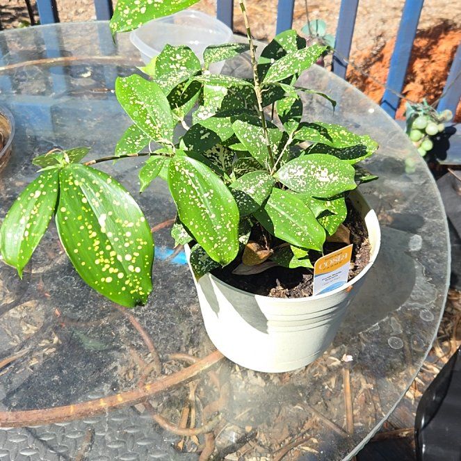 Photo of the plant species Florida Beauty by @JazzedMangotree named Emerson on Greg, the plant care app