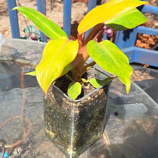 Photo of the plant species Philodendron orange Marmalade by @JazzedMangotree named Coin on Greg, the plant care app