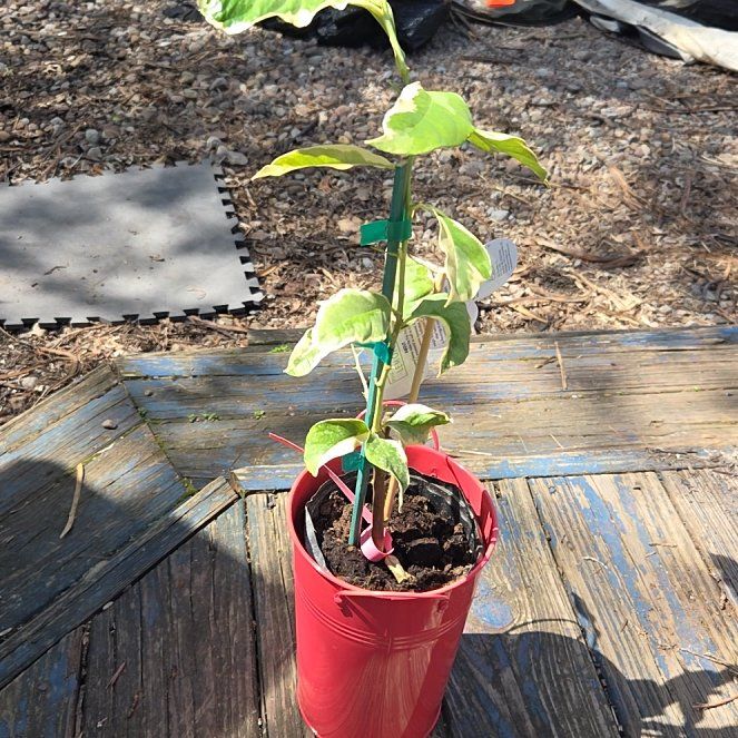 Photo of the plant species Variegated Pink Lemon by @JazzedMangotree named Peter Parker on Greg, the plant care app