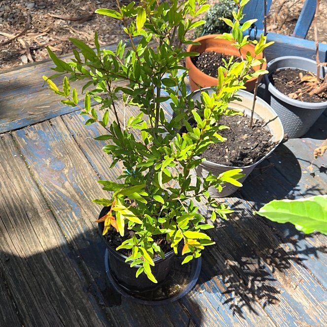 Photo of the plant species Russian Pomegranate by @JazzedMangotree named Girlfrond on Greg, the plant care app