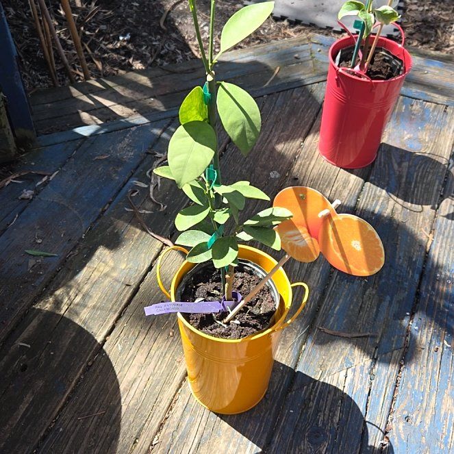 Photo of the plant species Calamondin by @JazzedMangotree named LiloStitch on Greg, the plant care app