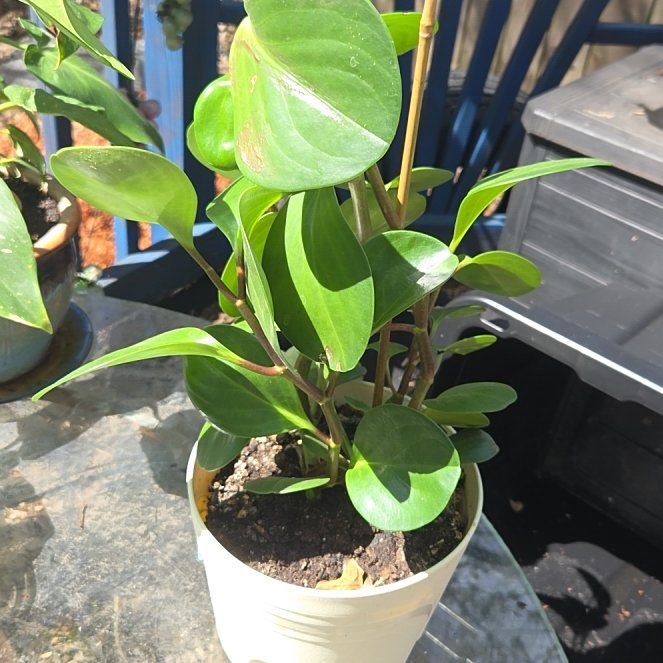 Photo of the plant species Peperomia Thailand by @JazzedMangotree named Harper on Greg, the plant care app